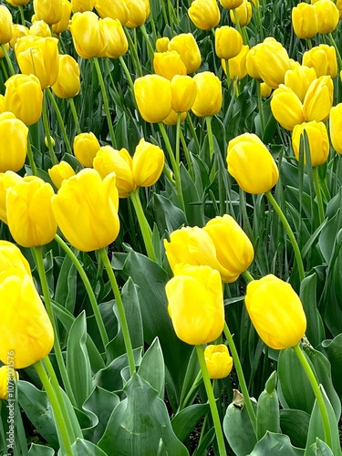 field of tulips