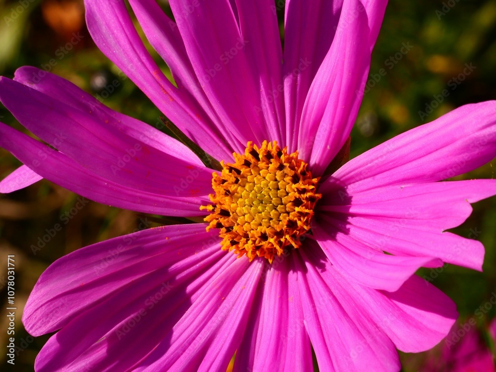 Vibrant pink flower in full bloom. Vibrant pink flower in full bloom.