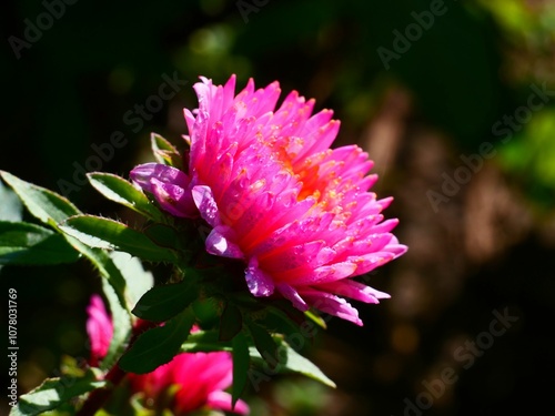 Vibrant pink aster flower in bloom.