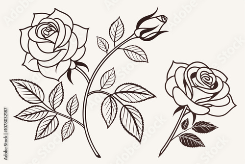 Set of black silhouettes of decorative fresh blossoming rose with steam and leaves. Hand drawn outline flower icon. Vector monochrome illustrations isolated on white background