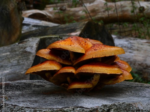 Orange tree mushroom in Steimbke photo