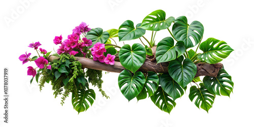 Tropical ivy plant bush floral arrangement with rainforest leaves Monstera and fern and Vanda orchids tropical flower decor on tree branch liana vine plant isolated on white background. cut-out 