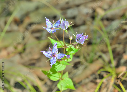 Wildflower (Ophelia tetrapetala)