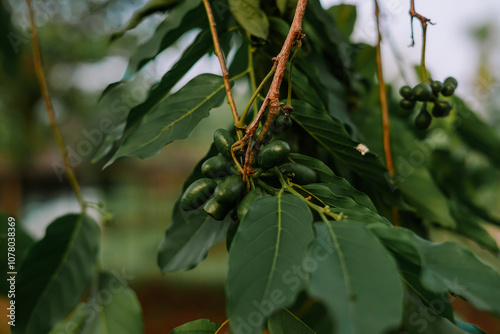 Canvas Print Close-up of noni plant with young fruit and glossy green leaves, soft blurred ba