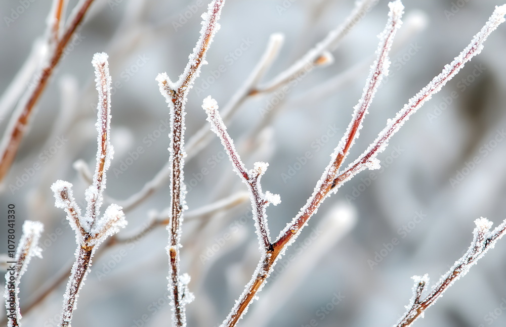Winter wallpaper wallpapers background backgrounds with branch, ice, frost and bokeh Winter wallpaper wallpapers background backgrounds with branch, ice, frost and bokeh