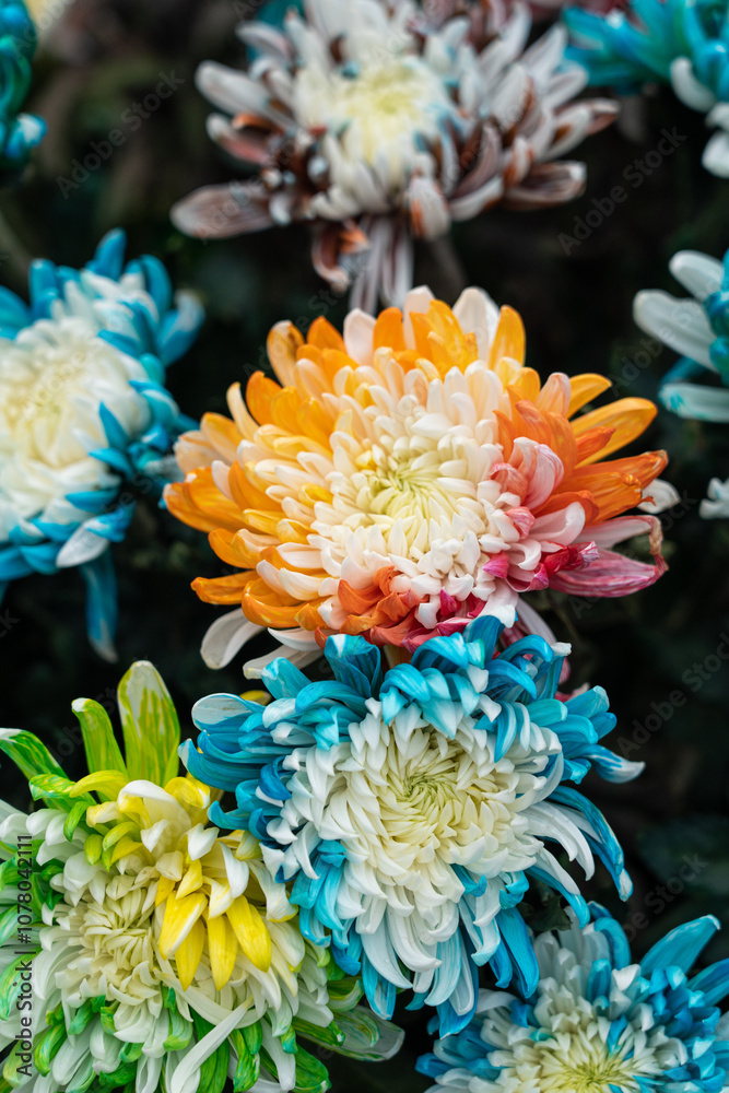 A bouquet of colorful chrysanthemum flowers in garden, Bush of autumn flowers.