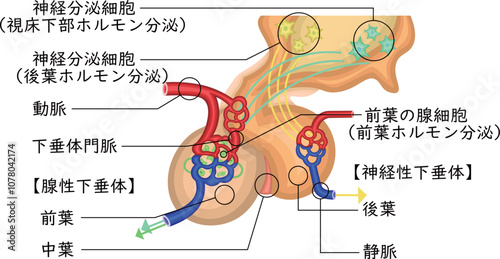 　下垂体　ホルモン　イラスト　日本語
