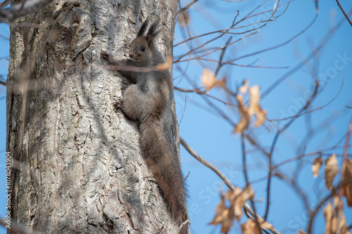 Hokkaido Red Squirrel