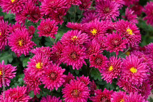 Dahlia pink flower chrysanthemum closeup