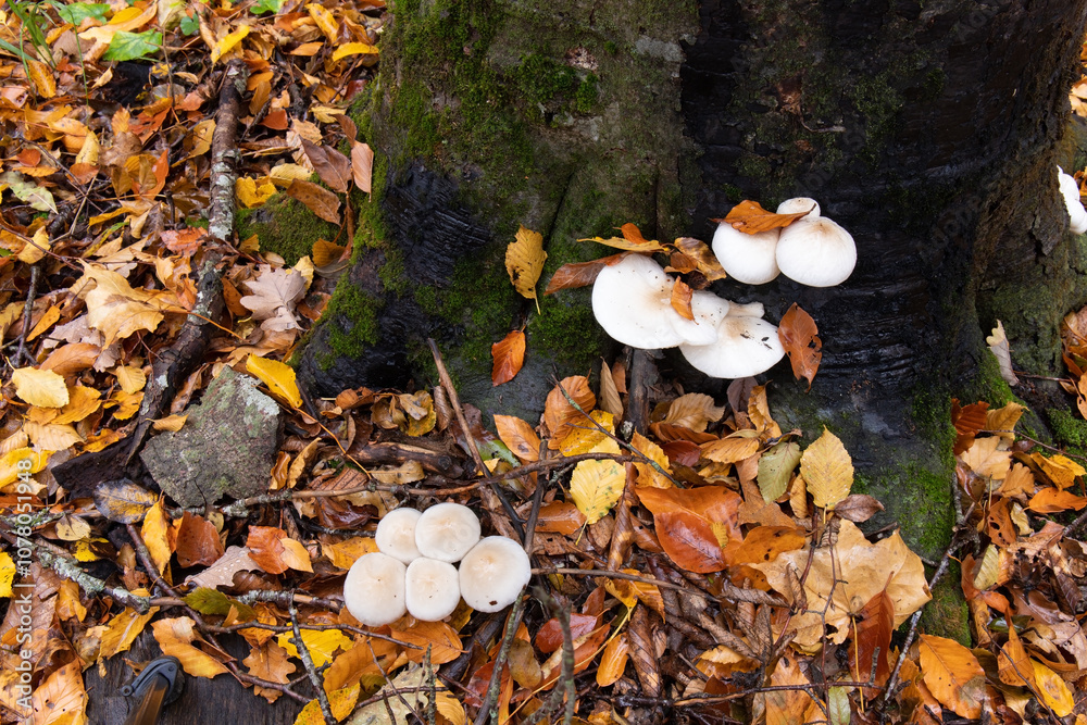 Beautiful white toadstools in the autumn forest.