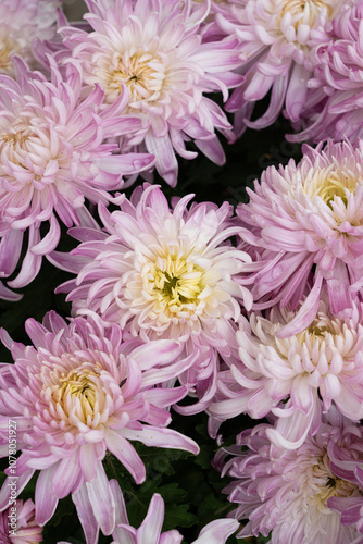 A bouquet of pink chrysanthemum flowers in garden, Bush of autumn flowers.