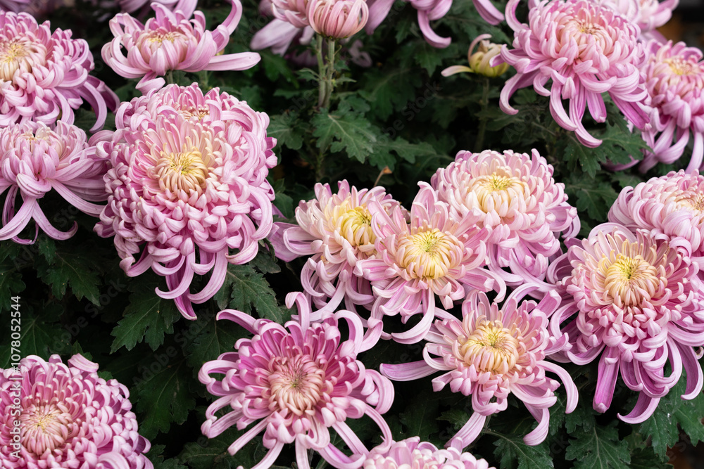 A bouquet of pink chrysanthemum flowers in garden, Bush of autumn flowers.