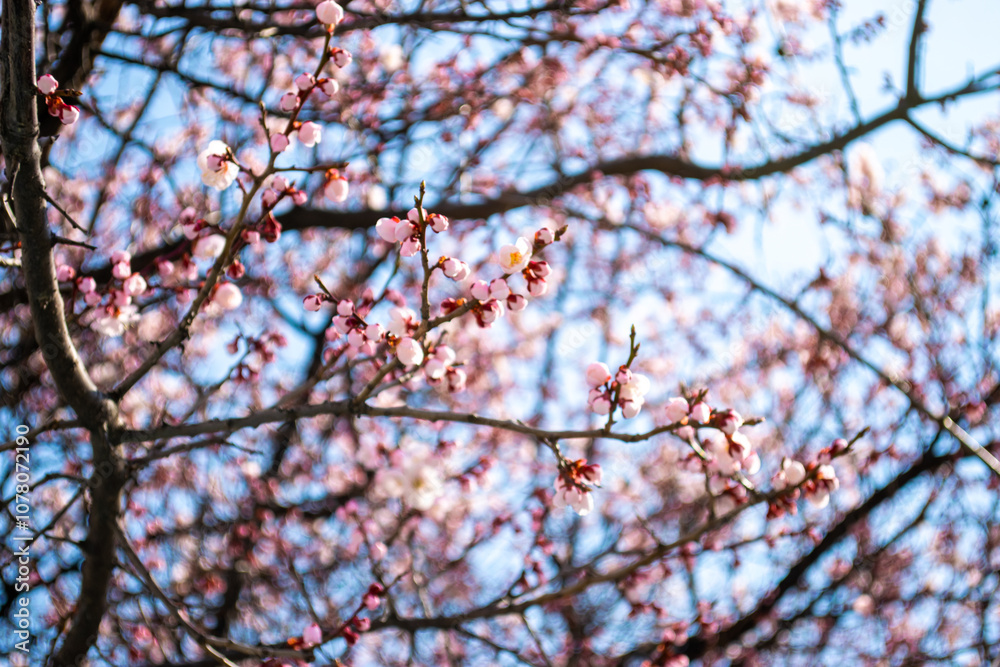 Cherry Blossom is blooming in April, South Korea Cherry Blossom is blooming in April, South Korea