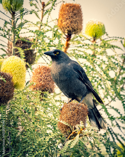 A grey Currawong (strepera versicolor plumbea) perched on top of a banksia flower, Esperance Western Australia. photo