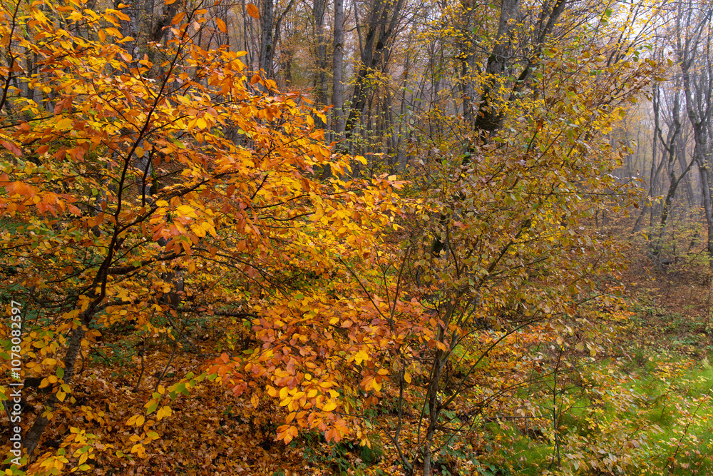 Fototapeta premium Yellow leaves lie on the ground in the autumn forest.