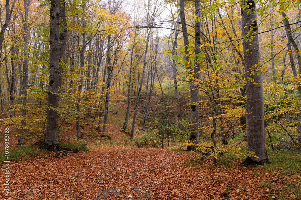 Yellow leaves lie on the ground in the autumn forest. Yellow leaves lie on the ground in the autumn forest.