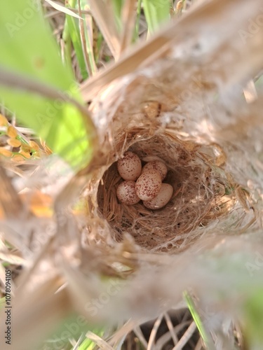 The Indian Robin Bird eggs in grass feild.