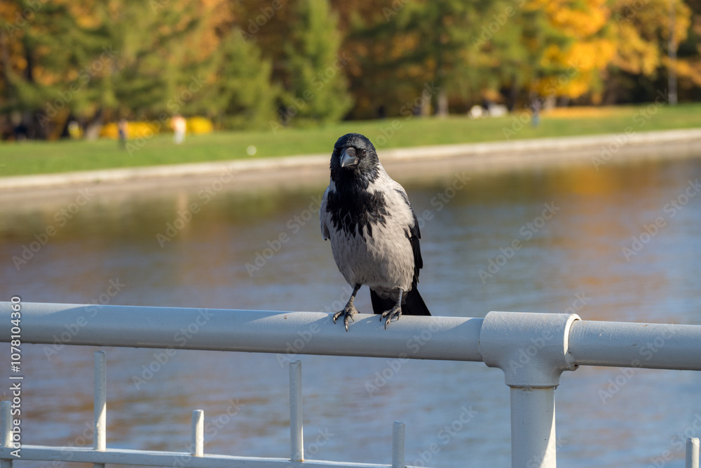 Φωτογραφία portrait of a sitting crow on a railing in park