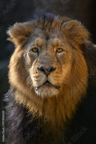 Indian lion in head detail.
 photo