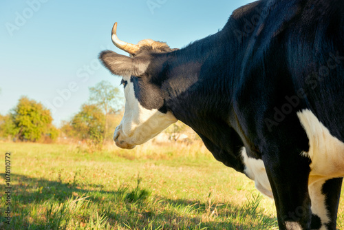 black and white cow grazing in a sunny meadow photo