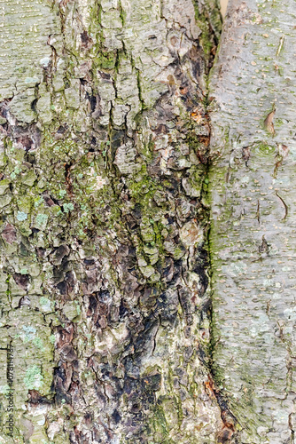 The bark of a tree is covered in moss and has a rough texture photo