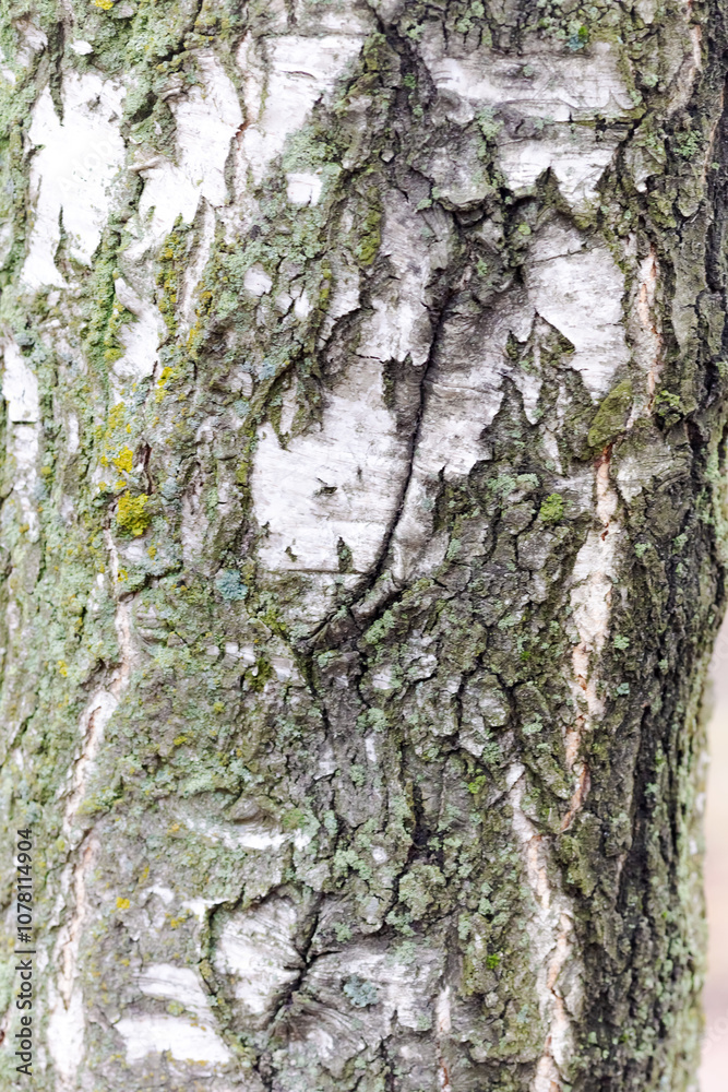 Tree trunk with moss growing on it Tree trunk with moss growing on it