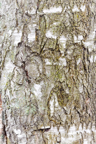 Tree trunk with a lot of bark and a few holes