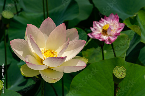 A lotus with a yellow receptacle and red-edged petals.