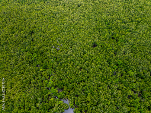 Amazing abundant mangrove forest, Aerial view of forest trees Rainforest ecosystem and healthy environment background, Texture of green trees forest top down, High angle view