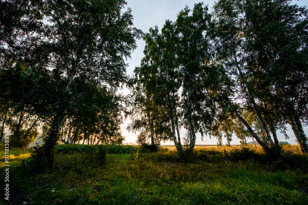 birch grove at sunset in autumn birch grove at sunset in autumn