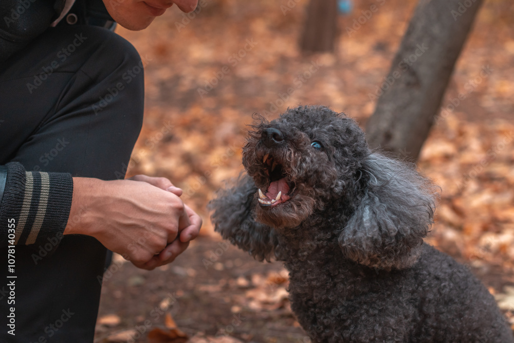 Male owner sitting on lawn playing with poodle Male owner sitting on lawn playing with poodle