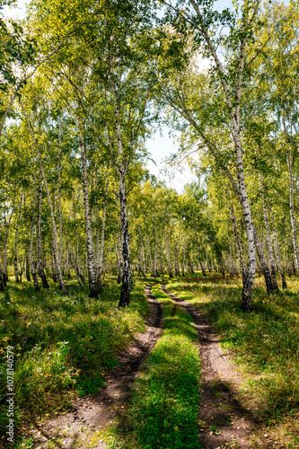 a country road in a birch forest at dawn