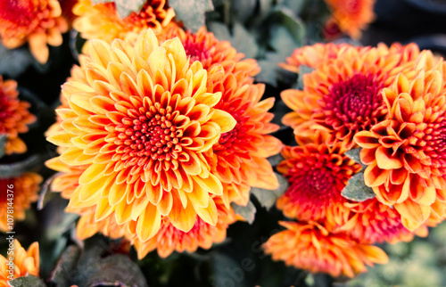 Close up of bouquet Yellow orange chrysanthemum flowers growing in the garden . 