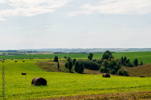 rolls of hay lie in a green meadow