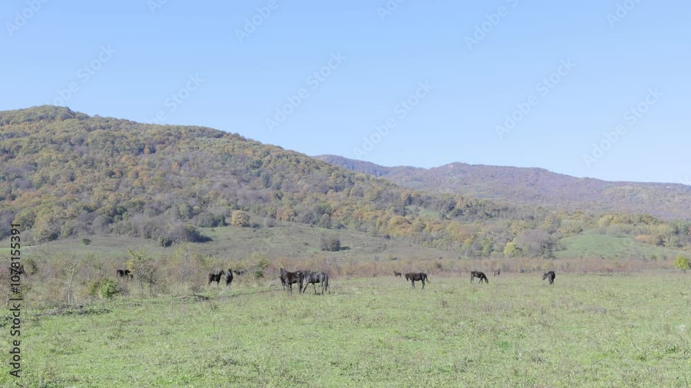 A herd horses grazing against the background of hills on a sunny autumn morning, 4k video A herd horses grazing against the background of hills on a sunny autumn morning, 4k video