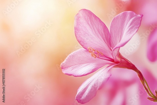 A delicate pink flower with soft petals blooms against a warm, blurred background.