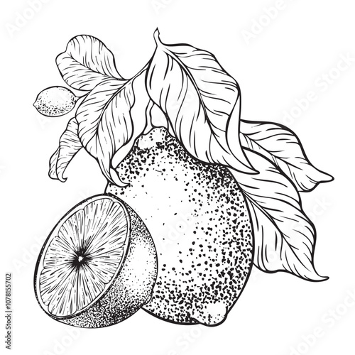 Branch of Lemons , Slice of Lemon, flowers and leaves. Hand drawn Sketch vector illustration. Black ink outline of citrus. Isolated on white background. Design for menu, package, cosmetic, textile