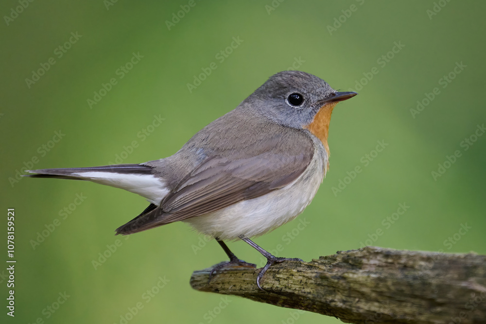 Red-breasted flycatcher (Ficedula parva) Red-breasted flycatcher (Ficedula parva)