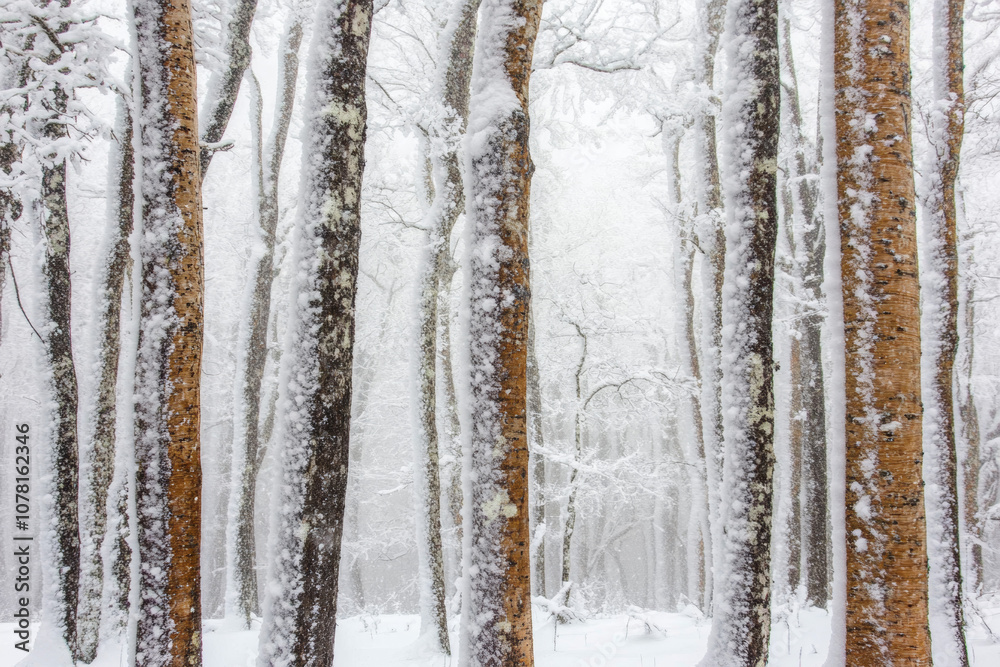 Fototapeta premium Winter forest covered with snow