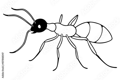 Bullet Ant Line Art Vector.