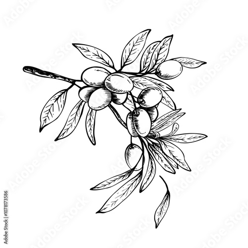 Olive tree branch with leaves and berries Black and white graphic hand drawn vector illustration. Botanical clipart for food menu design, greeting card, product label Isolated line art from background