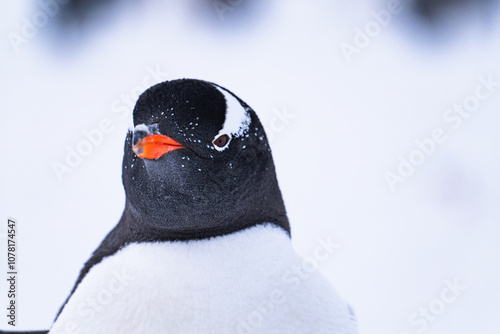 Gentoo Penguin isolated. Antarctica, South Pole photo