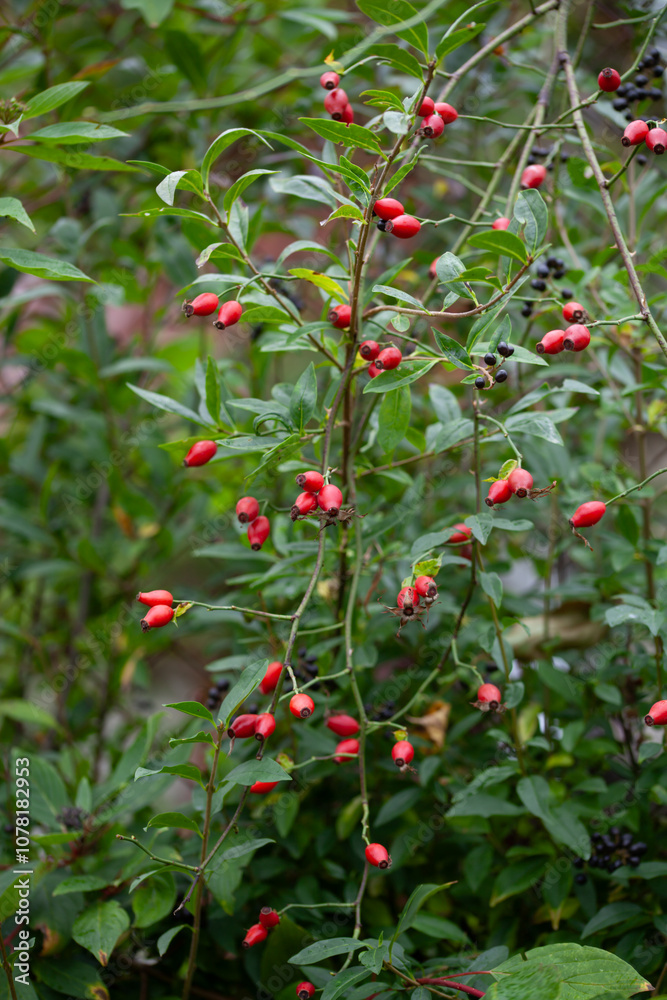 Rosehip on the rosa canina bush in early autumn, ready for harvest. Lots of red healthy berries, foraging for wild food. Rosehip on the rosa canina bush in early autumn, ready for harvest. Lots of red healthy berries, foraging for wild food.