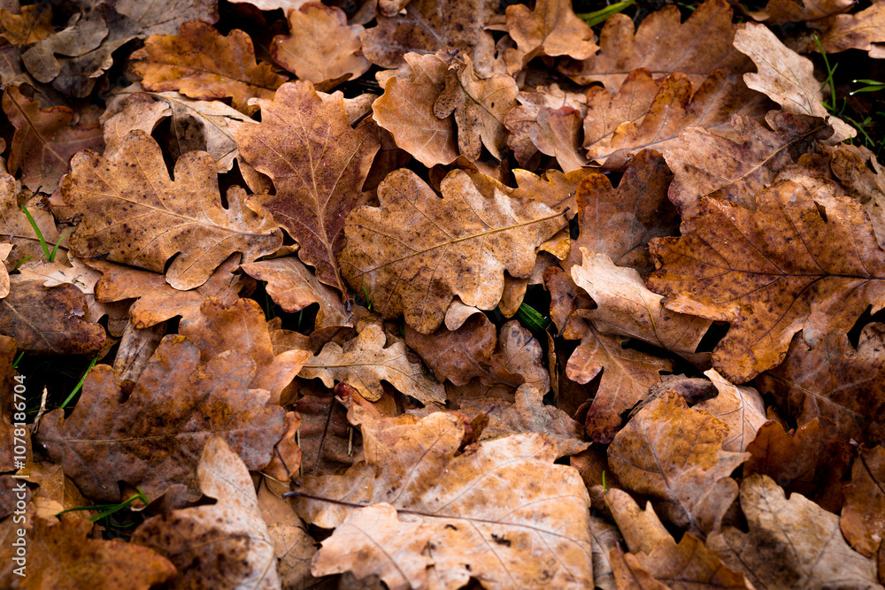 Fallen autumn oak leaves on the ground, close-up Fallen autumn oak leaves on the ground, close-up