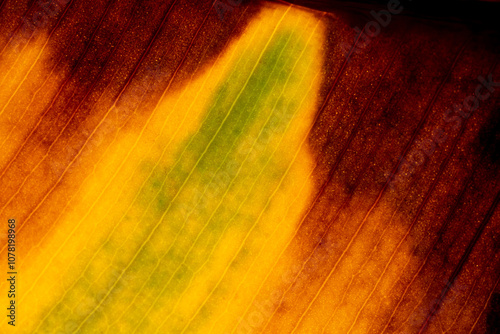 Macro detail shot of autumn leaves.
(leaves under reverse light) photo