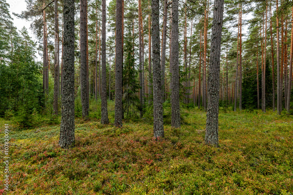 Fototapeta premium Pine tree landscape in autumn