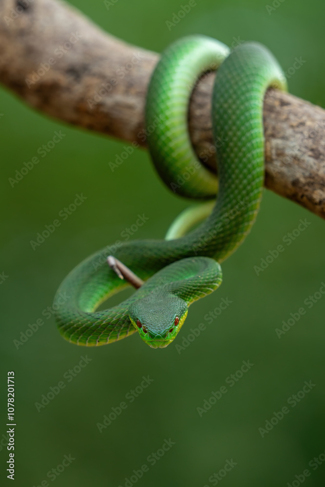 Fototapeta premium Green White-lipped Pit Viper (Trimeresurus insularis). Indonesian viper snake on tree branch.