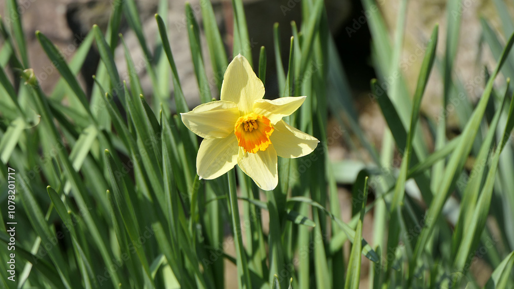 Beautiful Bunch of Yellow Daffodils growing in a garden in UK Beautiful Bunch of Yellow Daffodils growing in a garden in UK