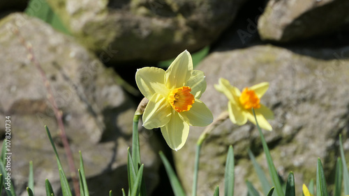 Beautiful Bunch of Yellow Daffodils growing in a garden in UK photo