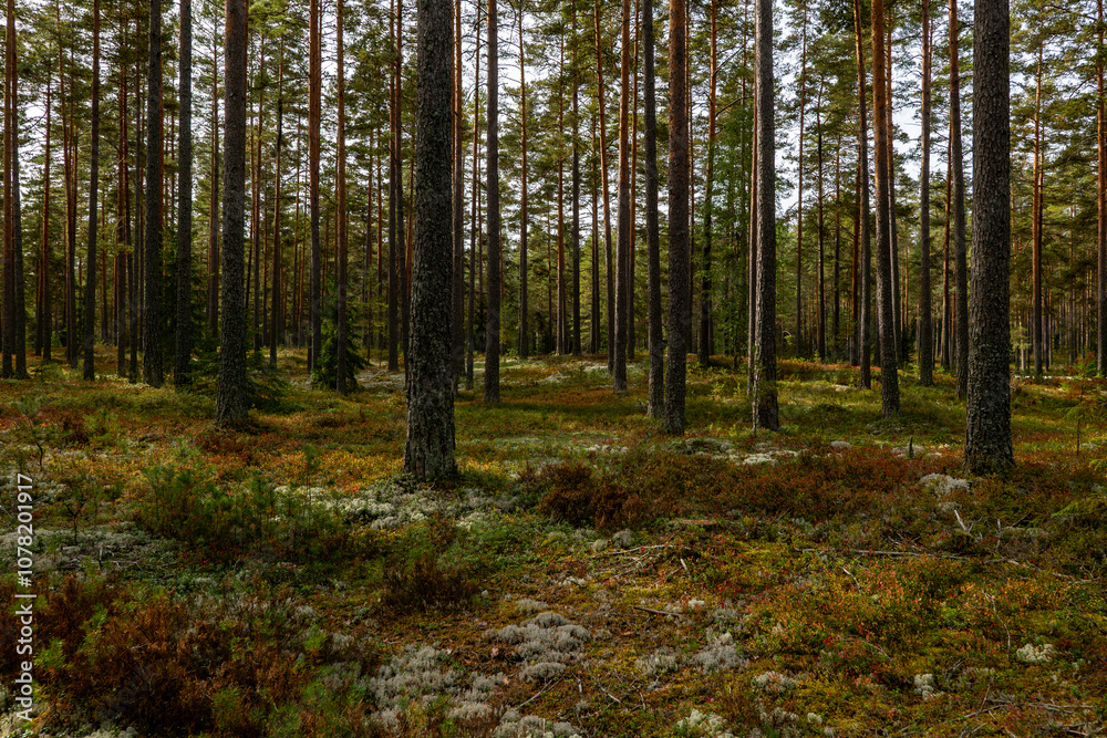 Obraz premium Pine tree landscape in autumn